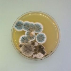 Meet your Posher, Hazel